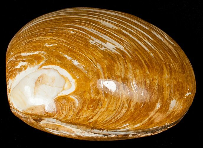 Wide Polished Fossil Clam - Jurassic #17508